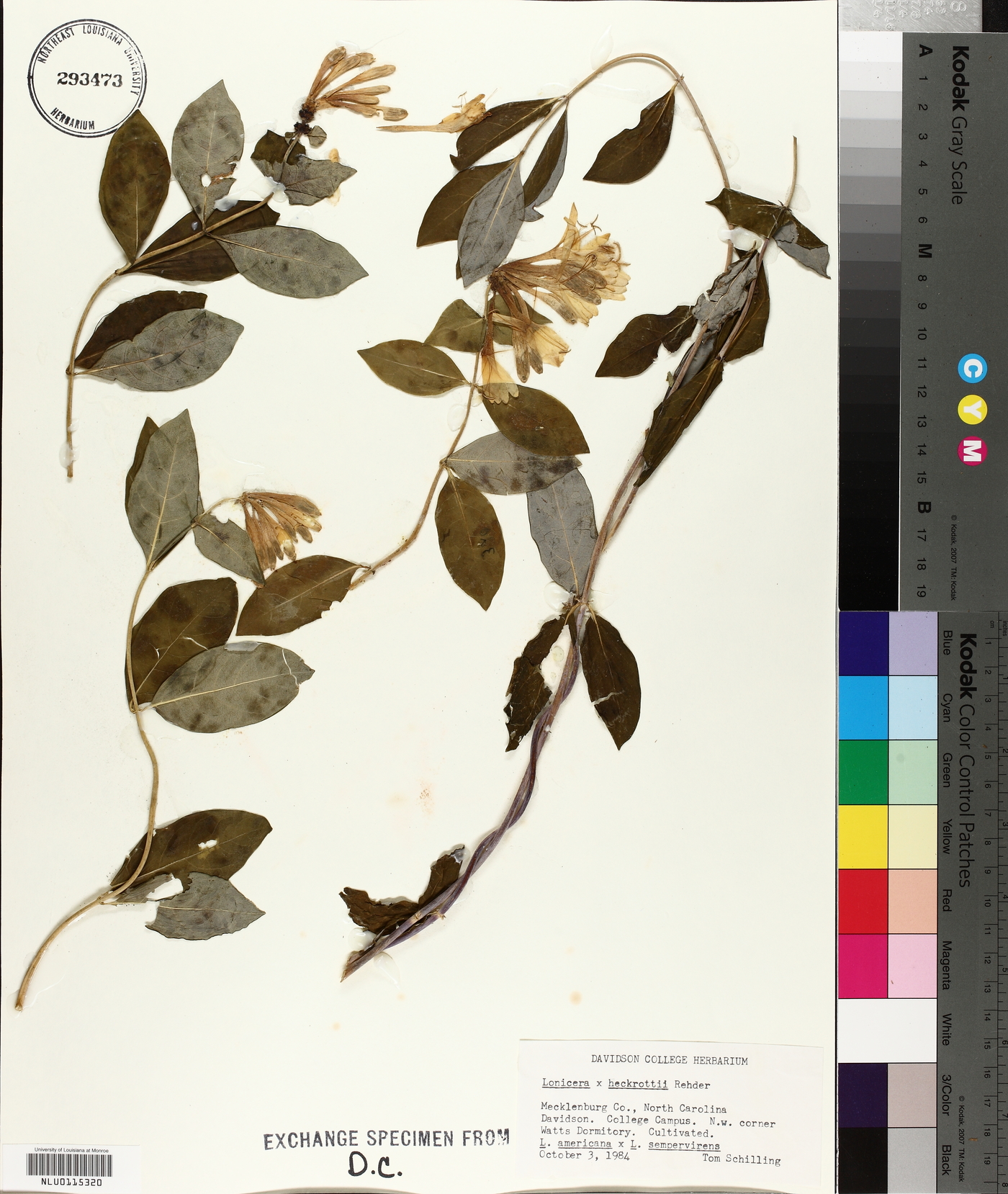 Lonicera x heckrottii image