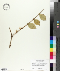 Lonicera fragrantissima image