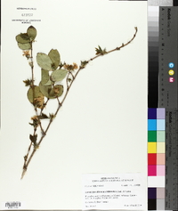 Lonicera fragrantissima image