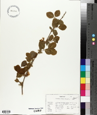 Lonicera fragrantissima image