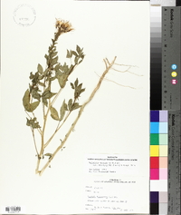 Polanisia dodecandra subsp. trachysperma image