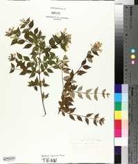 Abelia × grandiflora image