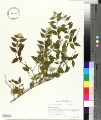 Abelia grandifolia image