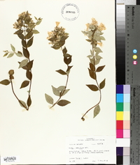 Abelia grandifolia image