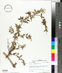 Abelia grandifolia image