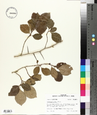 Crataegus triflora image