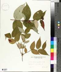 Diervilla lonicera var. lonicera image