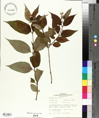 Diervilla lonicera image