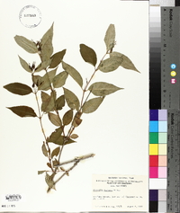 Diervilla lonicera image