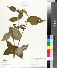 Diervilla lonicera image