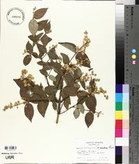 Deutzia × magnifica image