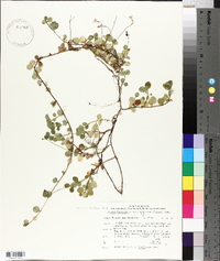 Linnaea borealis subsp. americana image