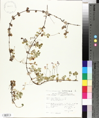 Linnaea borealis subsp. americana image