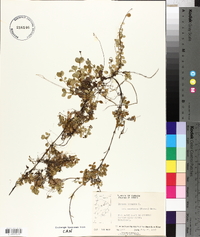 Linnaea borealis subsp. americana image