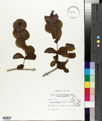 Lonicera prolifera image