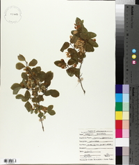 Lonicera prolifera image