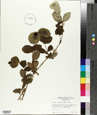 Lonicera prolifera image