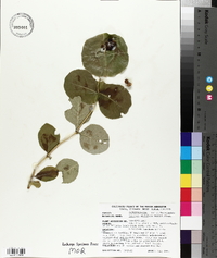 Lonicera prolifera image