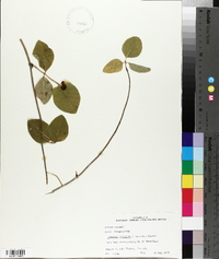 Lonicera prolifera image