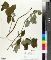 Lonicera prolifera image