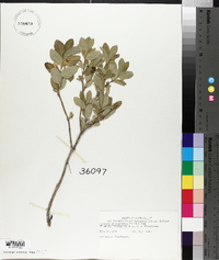 Lonicera oblongifolia image