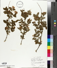 Lonicera morrowii image