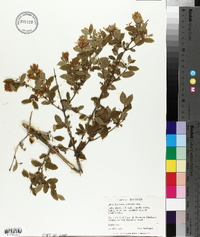 Lonicera morrowii image