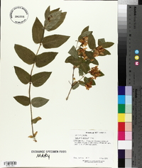 Lonicera morrowii image