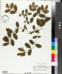 Lonicera morrowii image