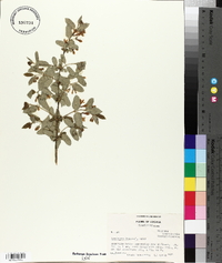 Lonicera morrowii image