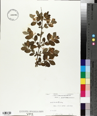 Lonicera morrowii image