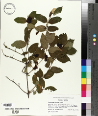 Lonicera morrowii image