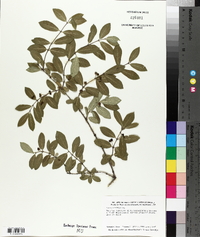 Lonicera morrowii image