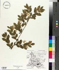 Lonicera morrowii image