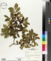 Lonicera morrowii image