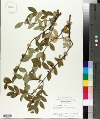 Lonicera morrowii image