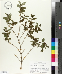 Lonicera morrowii image