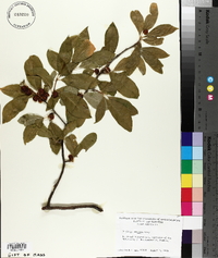 Lonicera morrowii image