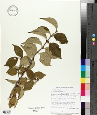 Lonicera morrowii image