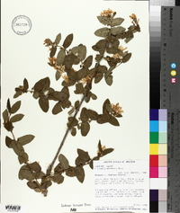 Lonicera morrowii image