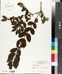 Lonicera morrowii image