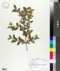 Lonicera morrowii image