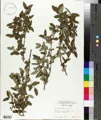 Lonicera morrowii image