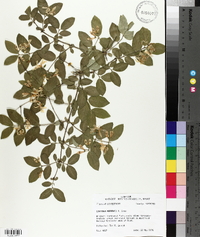 Lonicera morrowii image