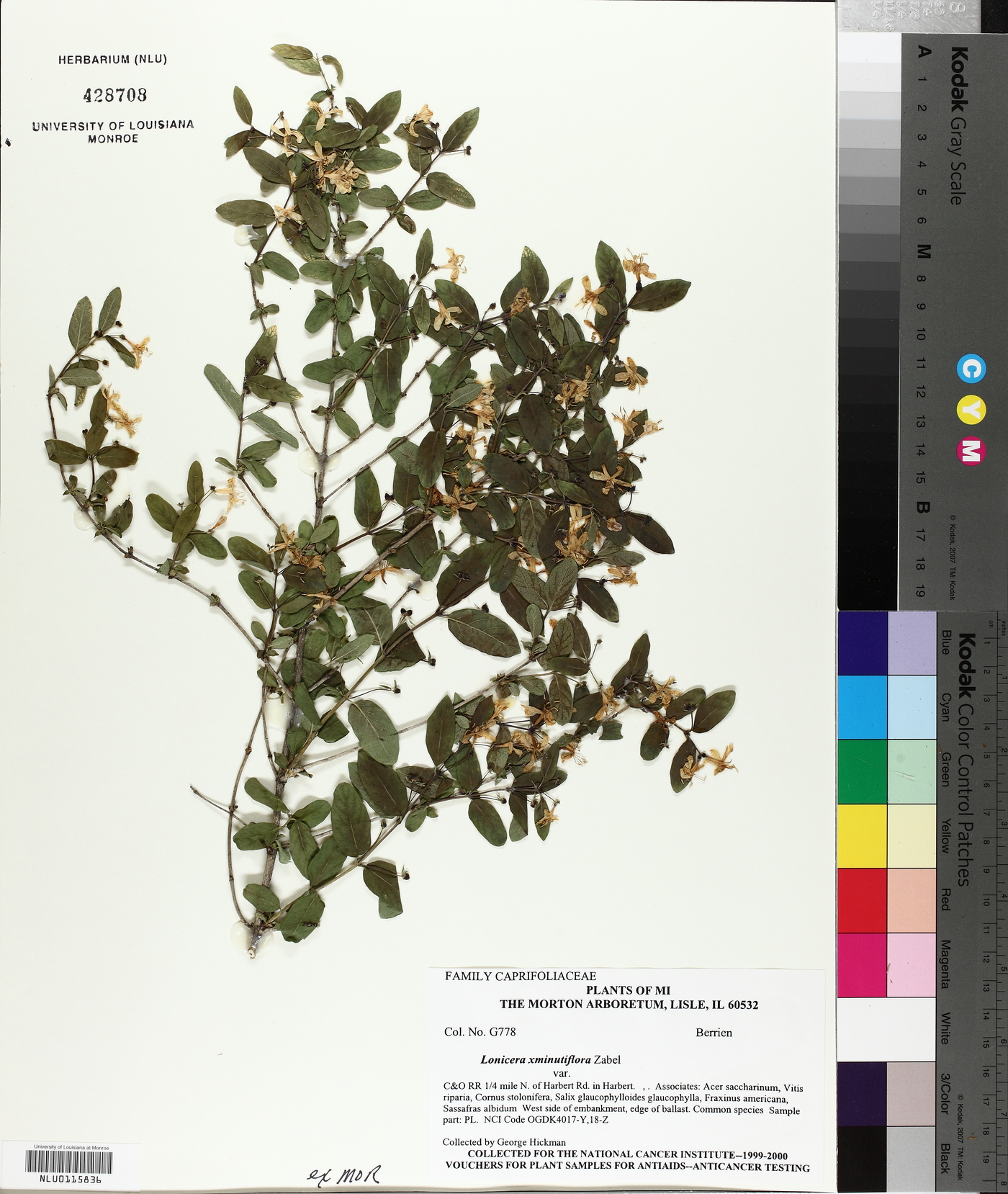 Lonicera × minutiflora image