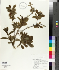 Lonicera ledebourii image