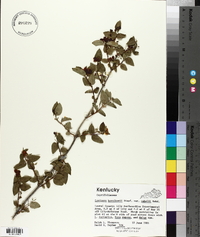 Lonicera korolkowii image