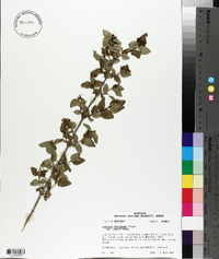 Lonicera korolkowii image