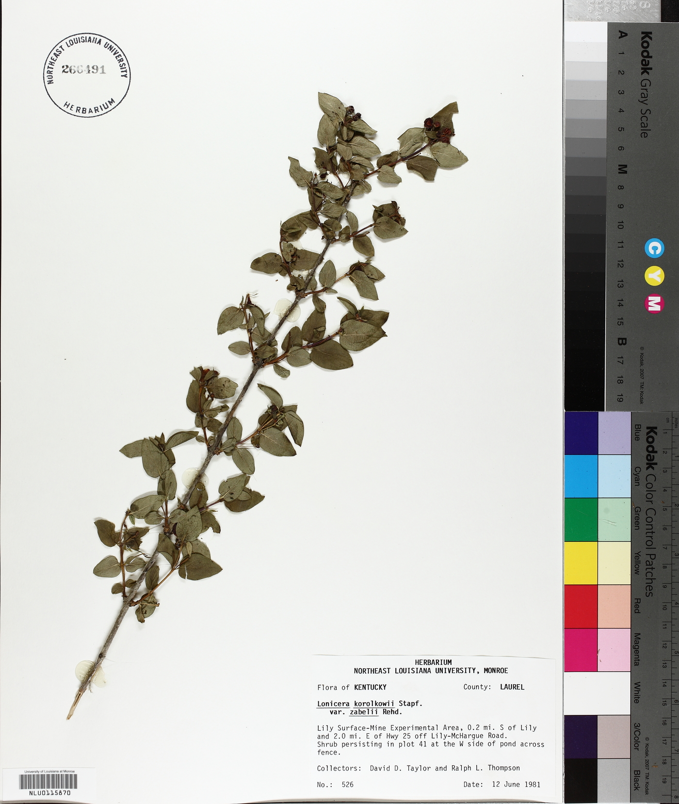 Lonicera korolkowii var. zabelii image