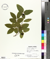 Lonicera canadensis image